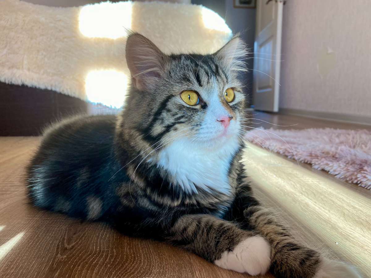 На этой фотографии может показаться, что Персик весь такой естественный за чем-то наблюдает. Но уж я-то знаю, что он просто начал позировать, как только увидел направленную на него камеру телефона