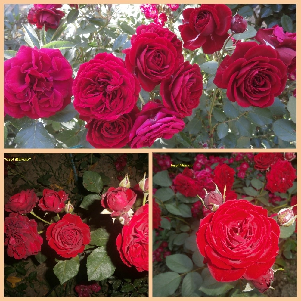 фотоколлаж Милы