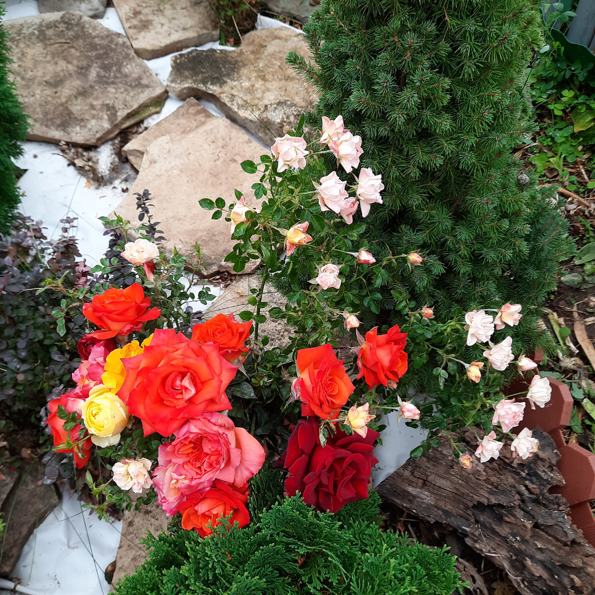 Последний букетик сезона 24