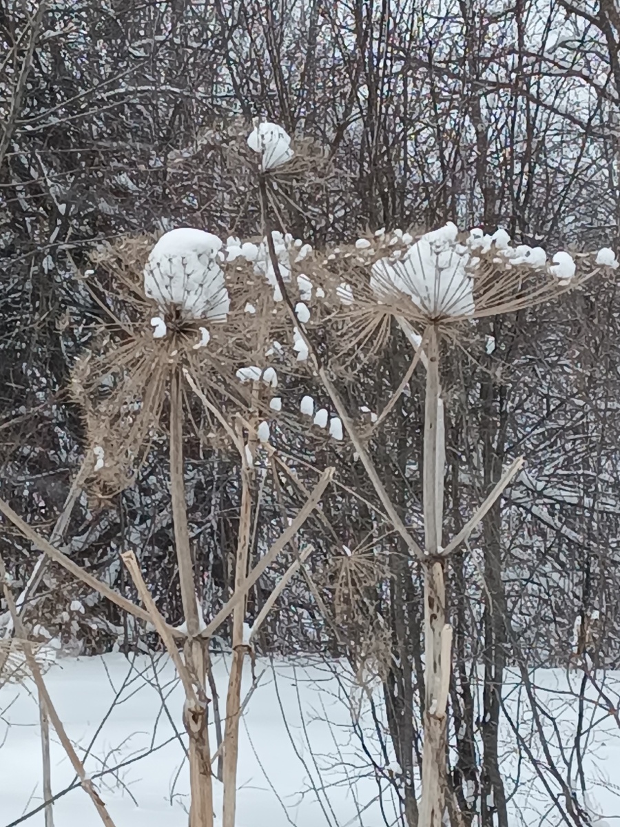 Наш борщевик