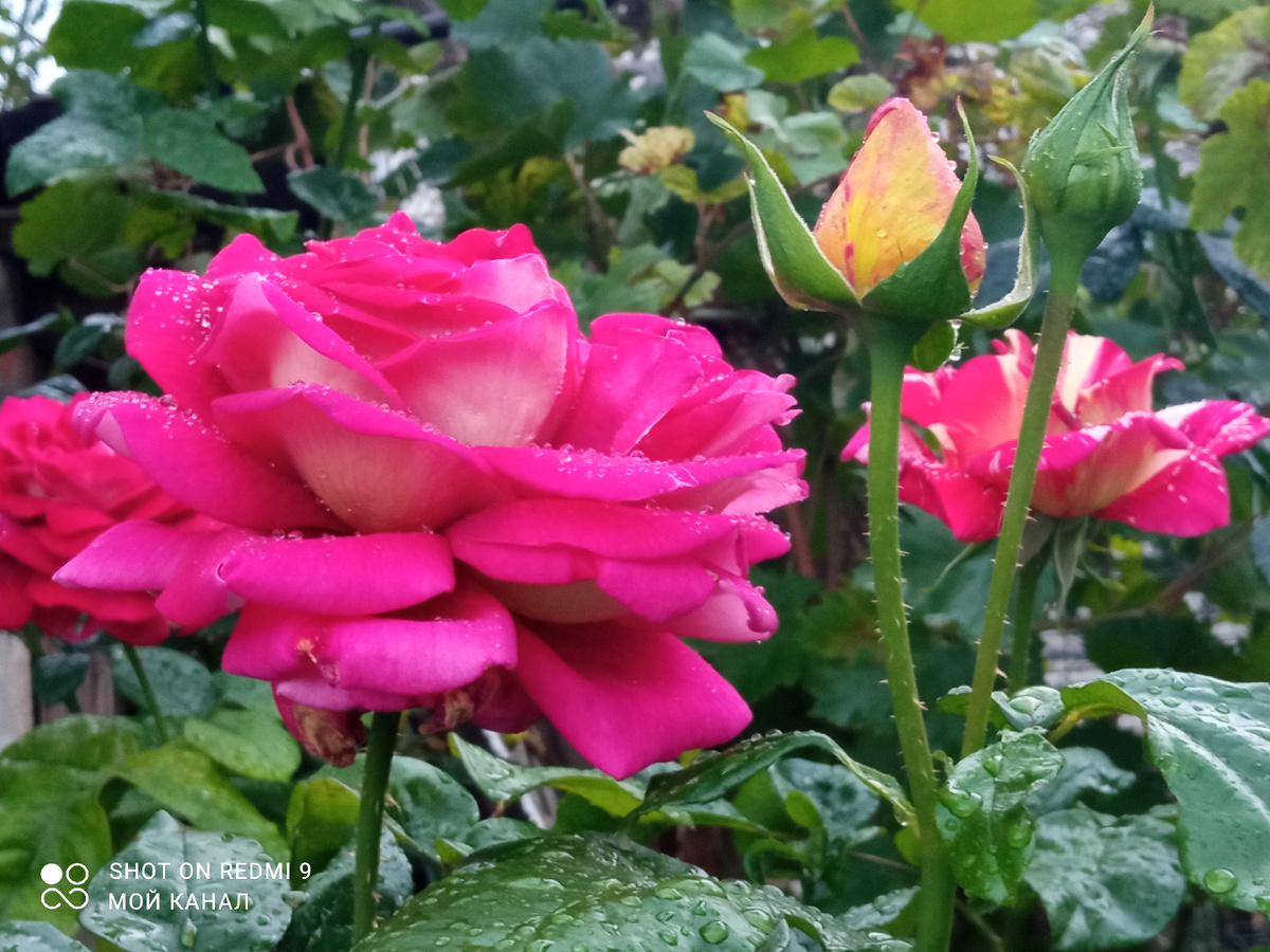 Ч/г роза Кроненбург. Фото автора.