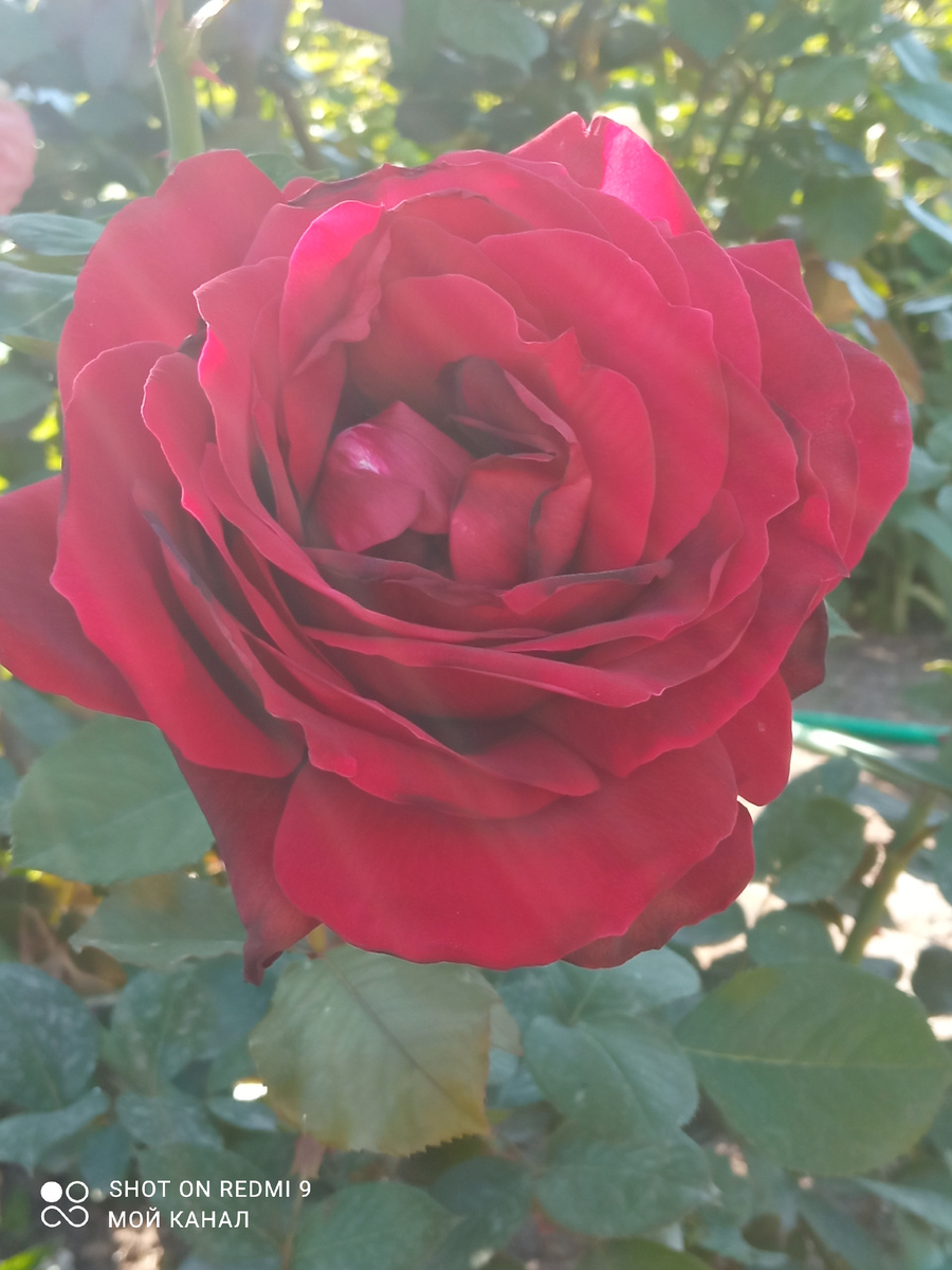 Ч/г Норита. Фото автора.