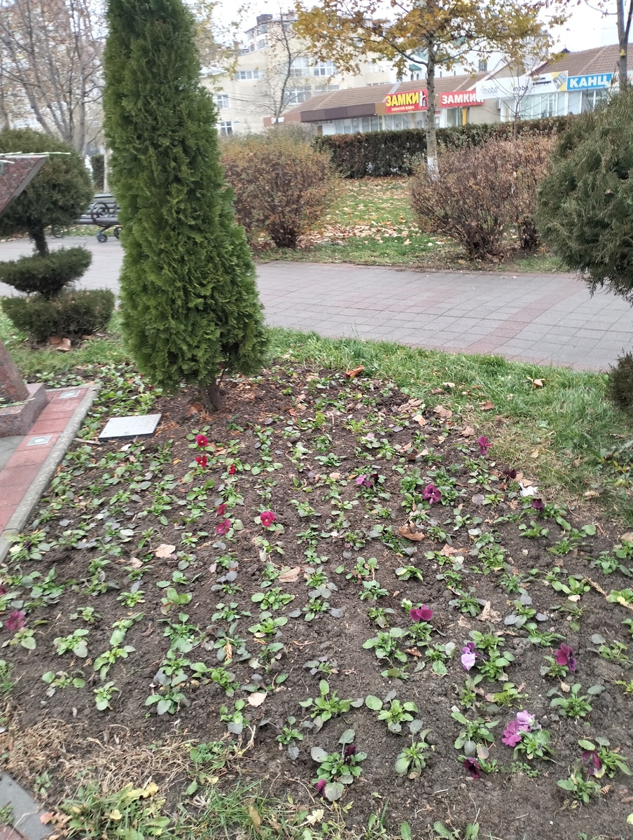 На зиму в Анапе высаживают виолу, цветут до лета. Фото автора