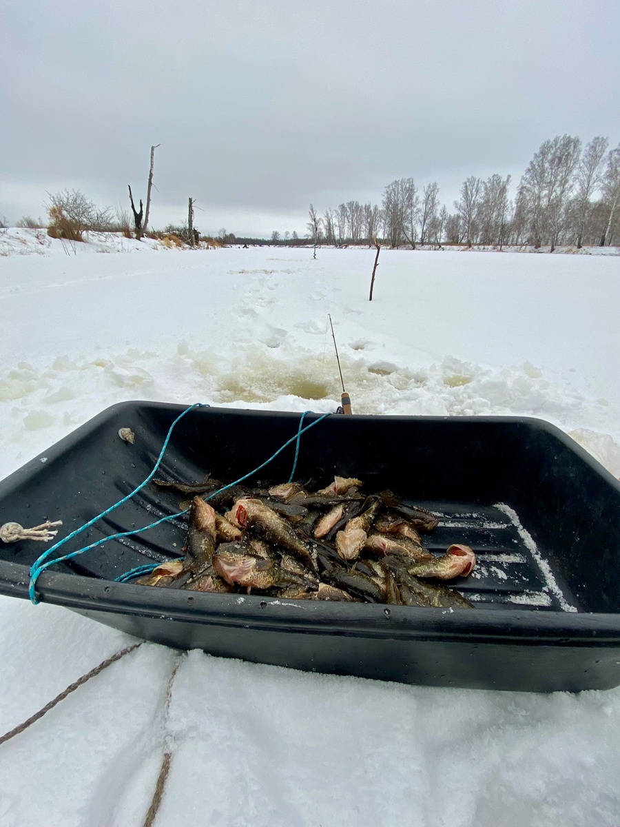 В последние годы очень популярна зимняя ловля ротана - это особенно актуально в последние осенние, первые зимние месяцы.
Достаточно своеобразная ловля, кто-то ловит на куриную шкуру, кто-то на сало, вообще используются различные насадки, тут скорее фантазия рыбаков выходит на первый план нежели предпочтения водных обитателей(либо стадный инстинкт😀). Одни рыбаки используют мормышки, другие блесны, и все имеют неплохие успехи в данной рыбалке, но только когда рыба активна.
Ко второй половине декабря(в нашем регионе) активность «головастика» снижается и рыболовы оставляют его в покое.
По своему опыту могу сказать:
⃣ Ротан клюет не все что опустить в лунку, в период активности(будь то приманки с насадкой или без)
⃣ В нашем регионе ловля на блесну с подсадкой «чего-то съедобного» однозначно на первом месте(я использую сырые печень, легкое не важно какого животного)
⃣ Когда активность ротана снижается, крупная мормышка с той же насадкой, практически всегда, выиграет у блесны
⃣ Гораздо лучше использовать блесны с впаянным крючком в период активности(просто легче снять рыбу с крючка), но на подвешенный к блесне крючок поклевок больше, я использую нечто среднее, маленькая блесна с подвешенной на ней крупной мормышкой, просто попалась в магазине на глаза и стала топ 1, у меня, при ловле ротана.
⃣ К концу декабря (в нашем регионе) ловля этой рыбы становится почти бессмысленной, ведь по первому люду это всегда дерзкие и частые поклевки, рыболовный азарт, после летнего сезона «руки чешутся» половить со льда, чаще всего водоемы с ротаном замерзают одними из первых. Чем дальше в зиму, тем больше различных водоемов становится доступно, а рыболовы отдают предпочтение другим видам ловли и другим речным обитателям, но и ротан становится практически не активен.

P.S. Тема с ротаном появилась от того что мы с жиру бесимся😀уж очень хорошо я половил окуня на последних рыбалках, аж надоело😀поэтому последний свободный день сменил водоем и объект ловли.
Всем добра!!!!
