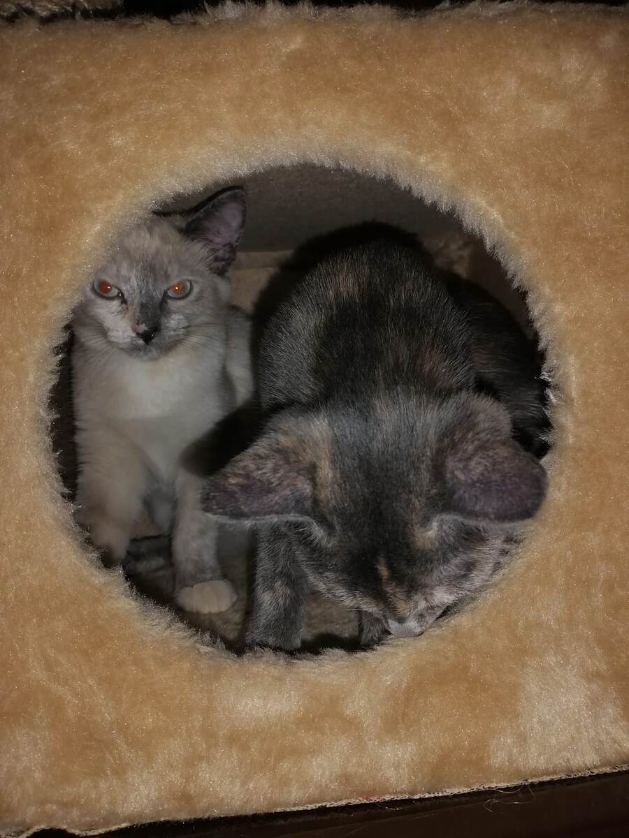 Вон, видите, какой характер? Фото автора 