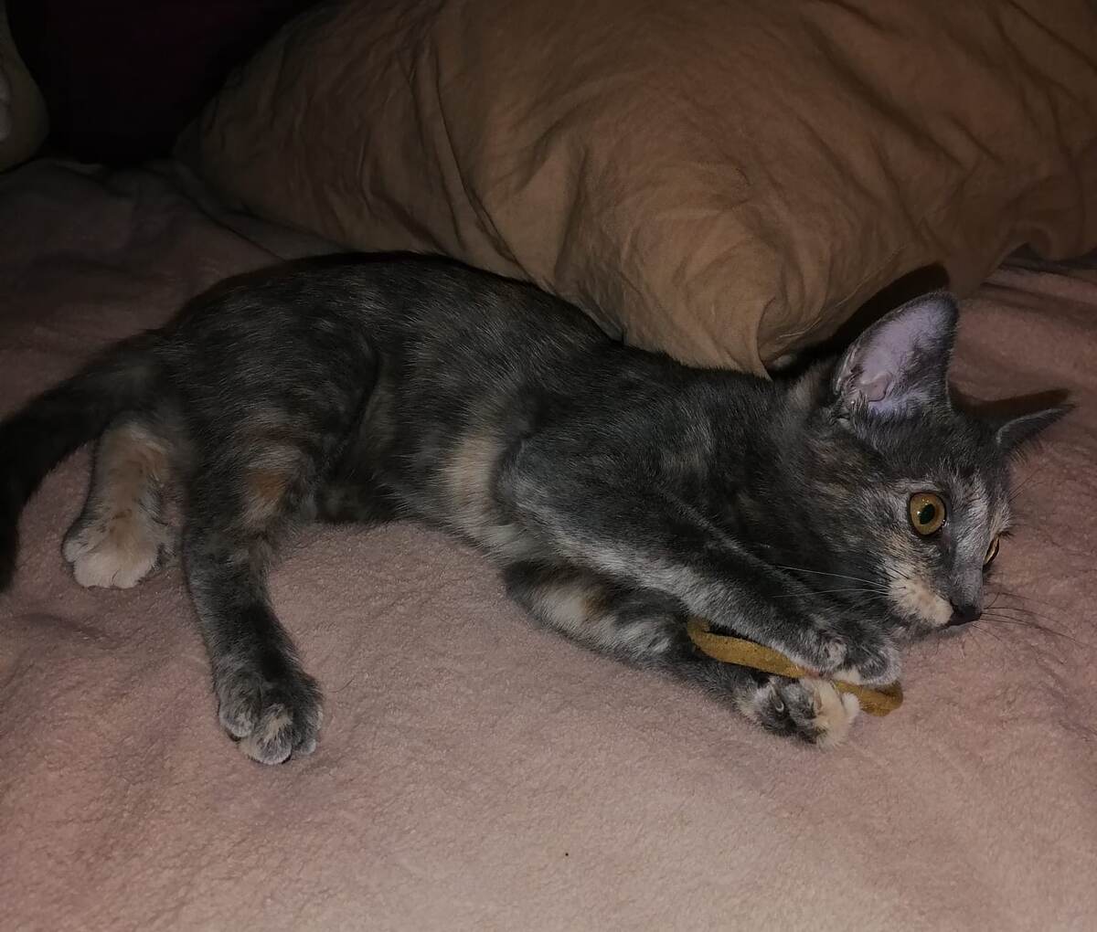 А это Муся. Лапочка-девочка. Фото автора 