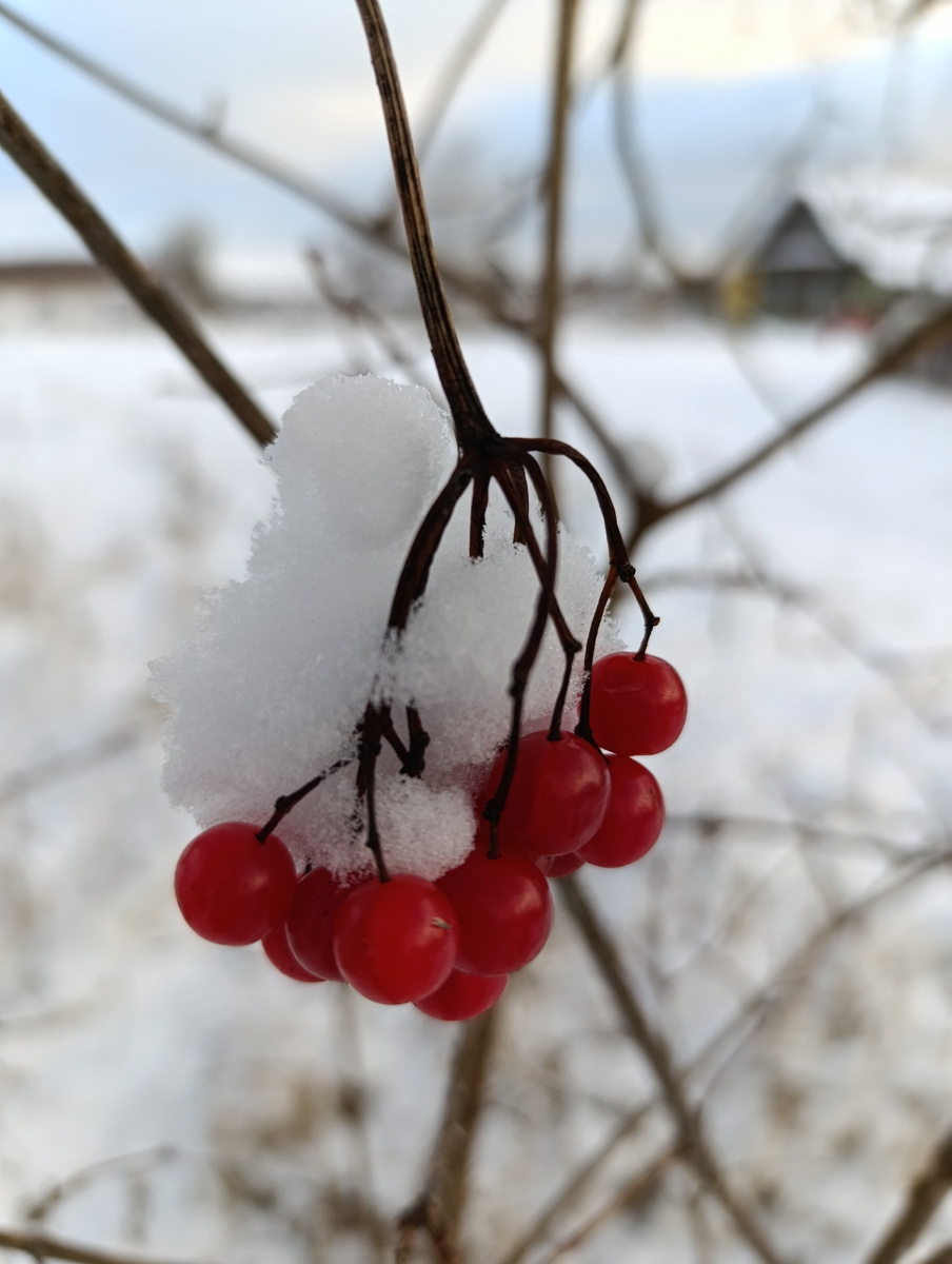 Калина красная 