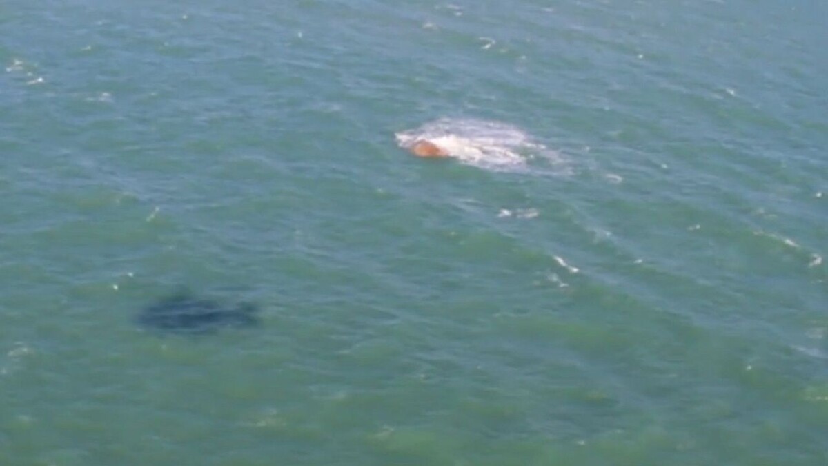    фото: t.me/prirodovedenie_rus