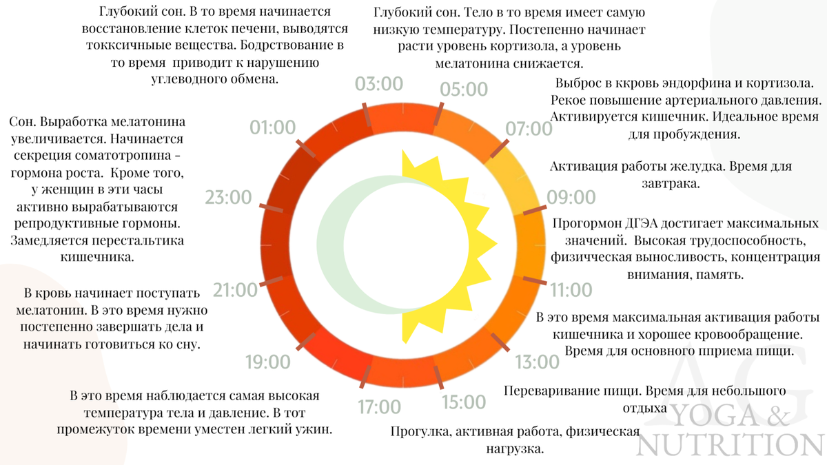 Схема циркадных ритмов по часам