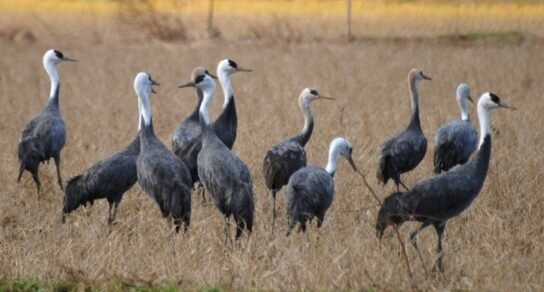 Из архива заповедника Бастак