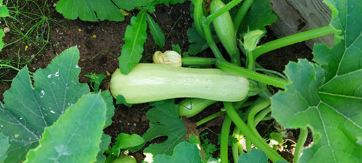 Люблю кабачки, особенно тушеные