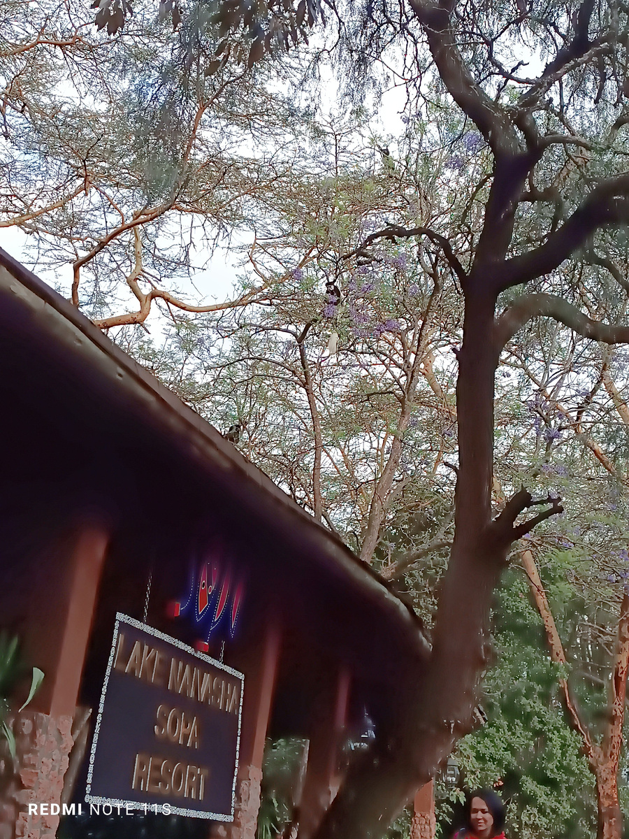 В таких отелях чувствуется связь с природой. Если присмотреться на дереве сидит бубуин.