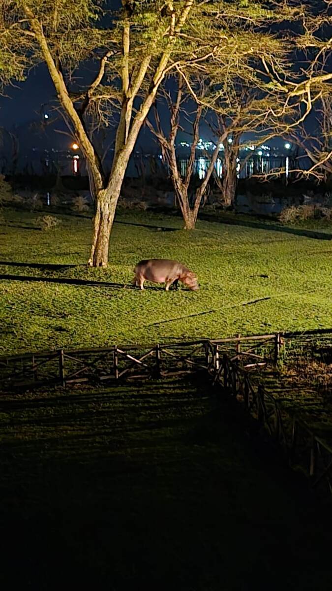 Этот бегемотик находился в двух шагах от нашего домика.