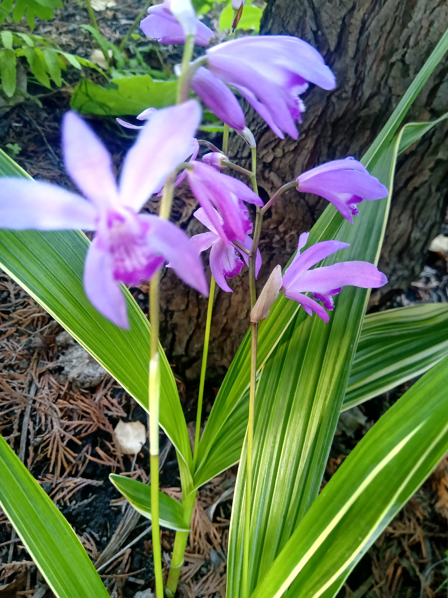 Блетилла полосатая Вариегатед (Bletilla striata Variegated)