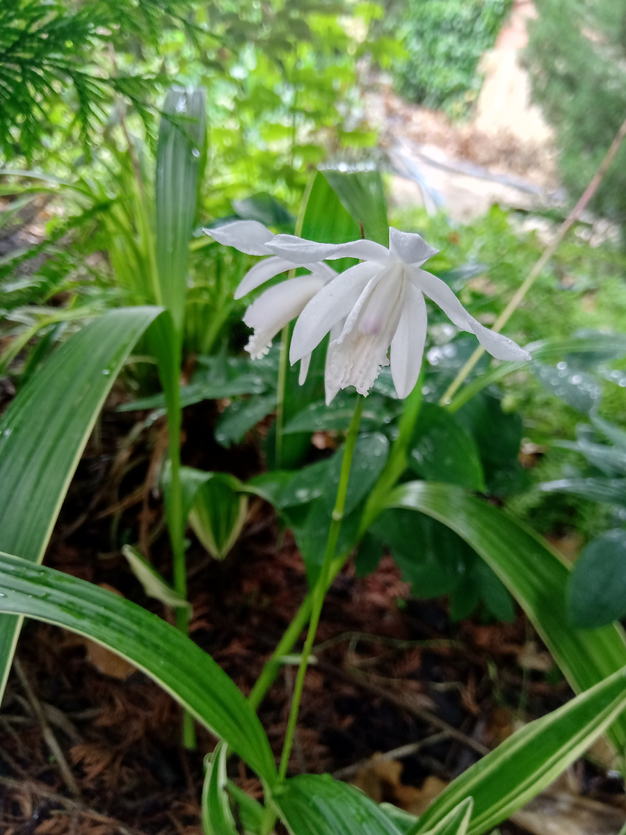 Блетилла полосатая Альба Вариегатед (Bletilla striata Alba Variegated) 