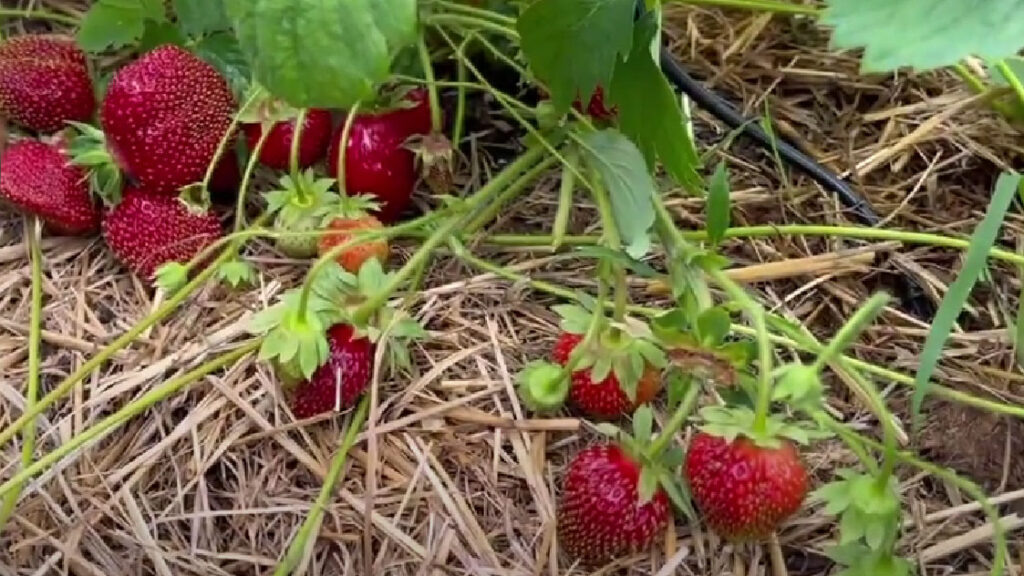 Фестивальная клубника