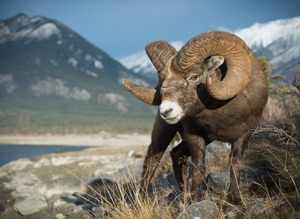 Фото из архива Минприроды России