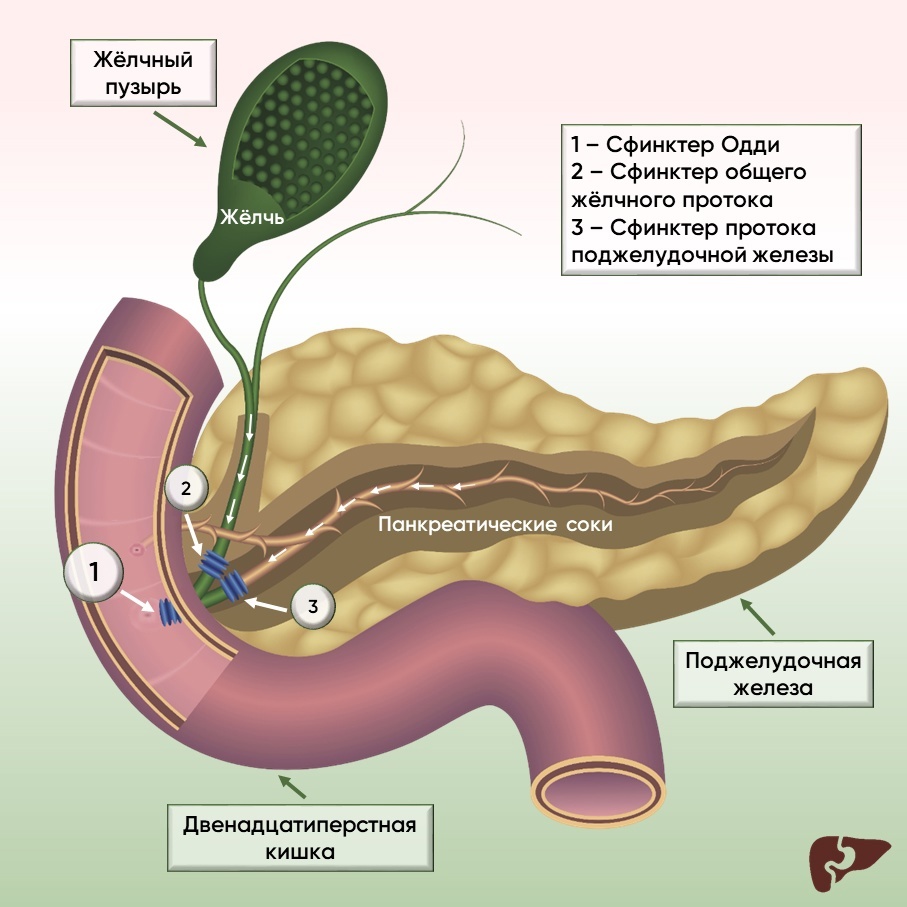 Где находится сфинктер Одди?