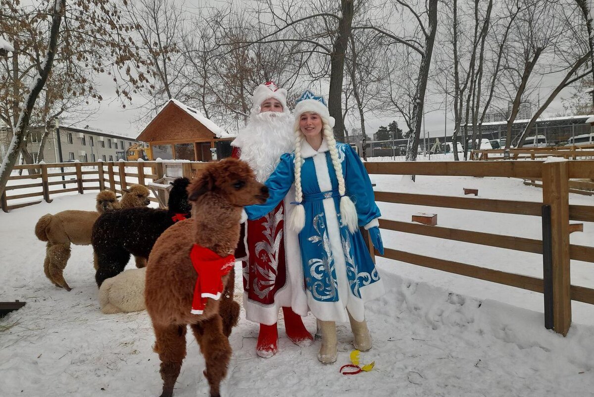 Альпаки любят Деда Мороза Игоря Тетенова и Снегурочку Полину Тупицыну. Ольга Москаленко