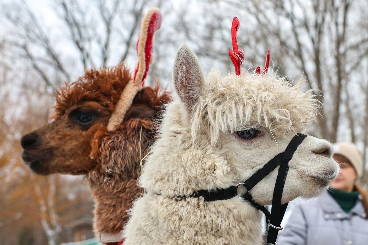 Информационный центр правительства Москвы
Альпаки принарядились к Новому году.