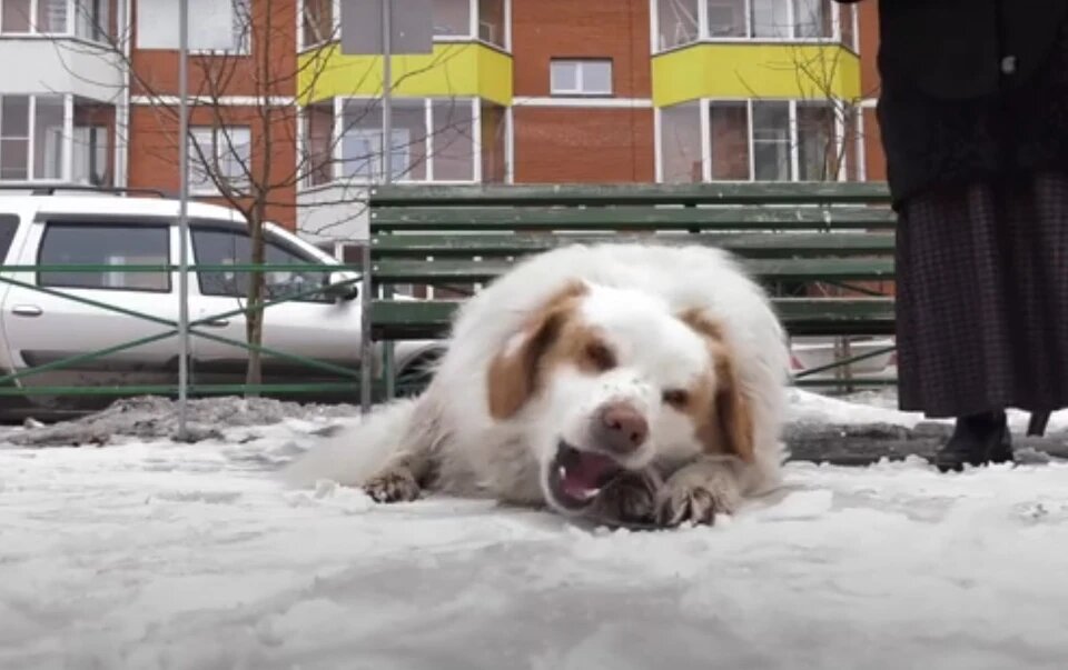 Пончик - любимец всего двора. Фото: Абакан сегодня.