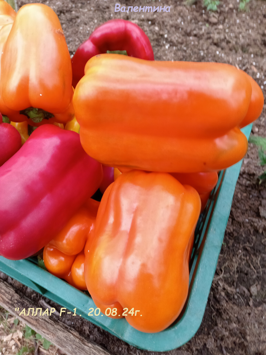 Гибридный сорт "Аллар". Лето 2024 гда. 