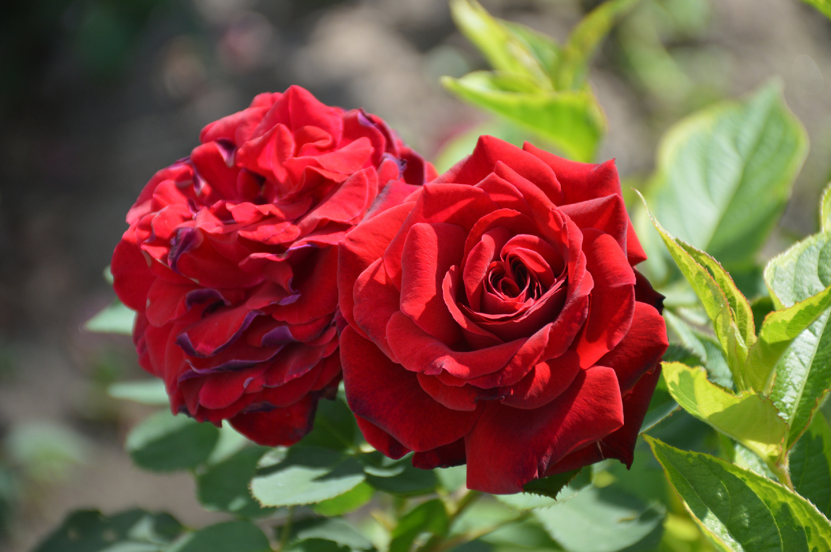 Чайно-гибридная роза Эдит Пиаф 1 июля 2024. Все фотографии в статье мои. Розы - тоже