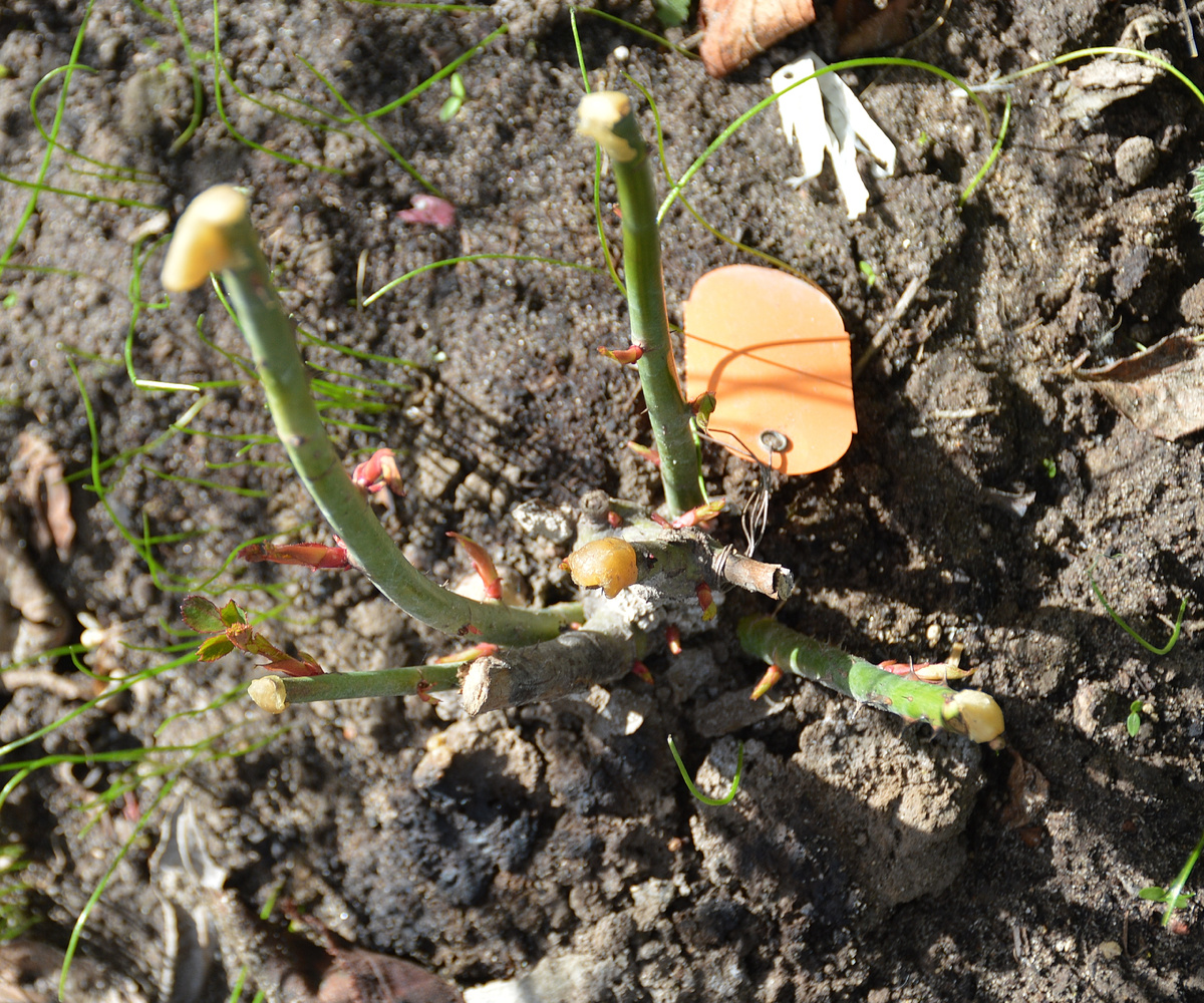 Роза Эдит Пиаф, 21 апреля 2024