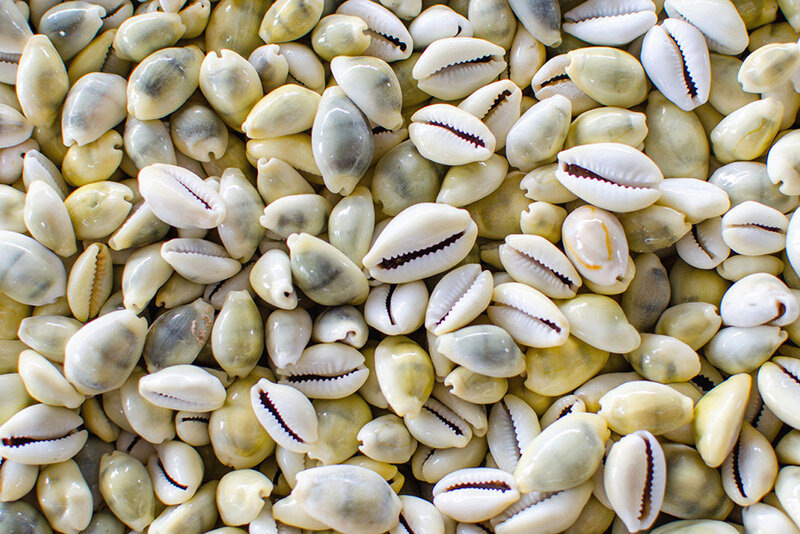 Раковины каури в Средние века широко использовались в качестве платёжного средства в странах Азии и Африки