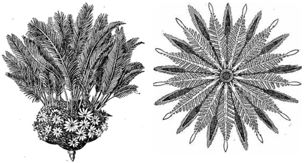 Беннеттиты — полностью вымершая группа голосеменных, с прямыми или клубневидными стволами и перистыми листьями. Справа — обоеполая шишка («цветок») беннеттита на мужской стадии развития. (Из книги Н.А. Буша «Курс систематики высших растений»)