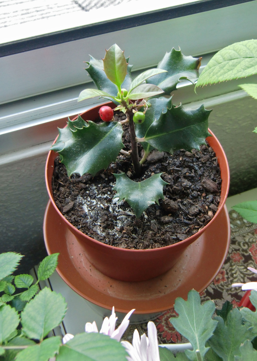 Фото: Luis Fernández García / Wikimedia Commons