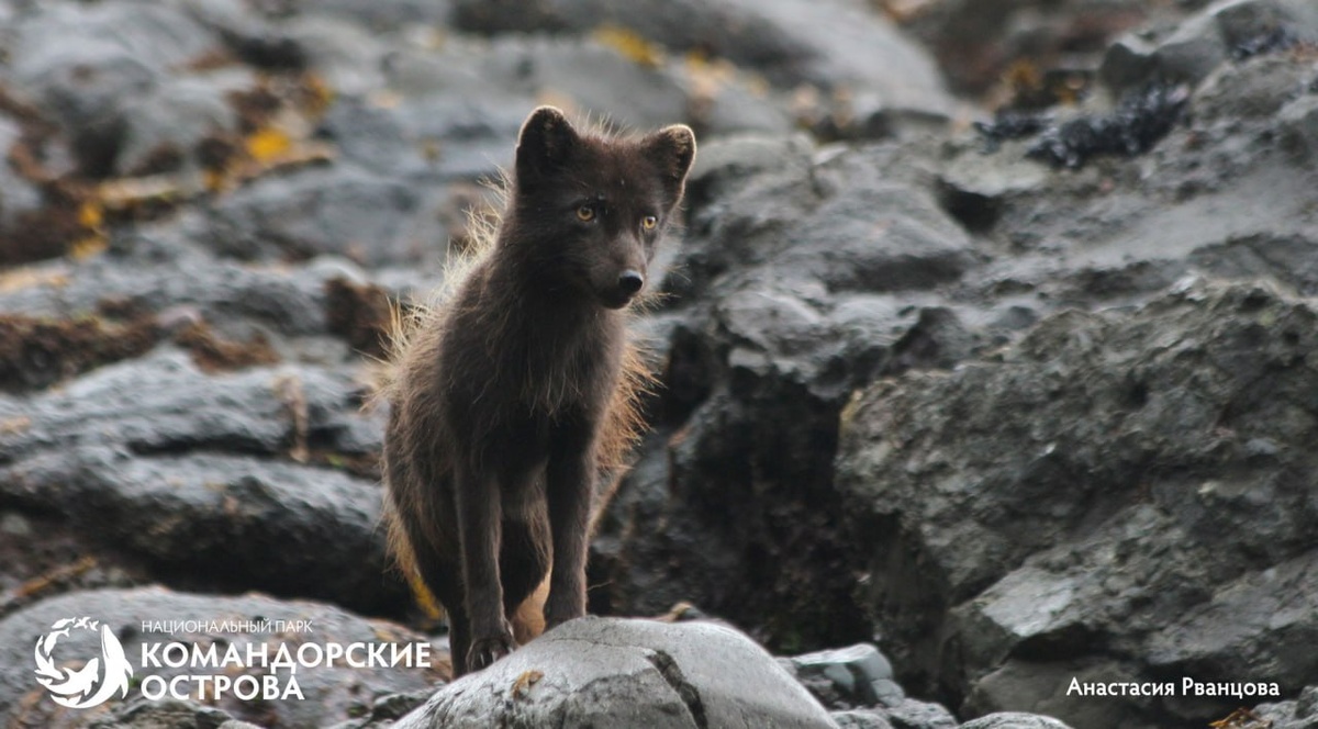 Фото: Анастасия Рванцова / Национальный парк «Командорские острова»