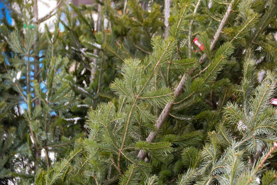    Елочные базары в Барнауле. Источник: Виталий Барабаш