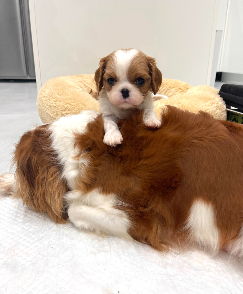 Щенок кавалер Кинг чарльз спаниеля 