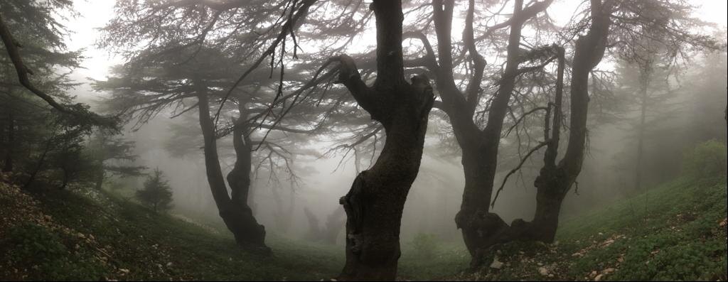 Кедры в облаке или облака в кедрах?