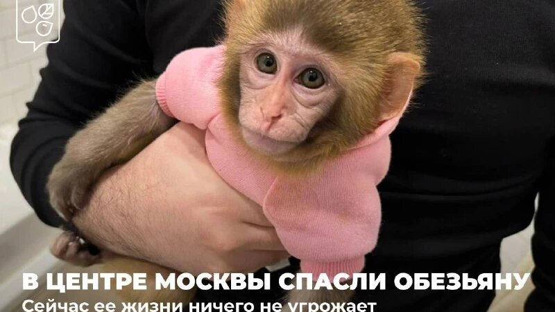    Макака мешала смотреть телевизор москвичу и оказалась в центре реабилитации Департамент природопользования
