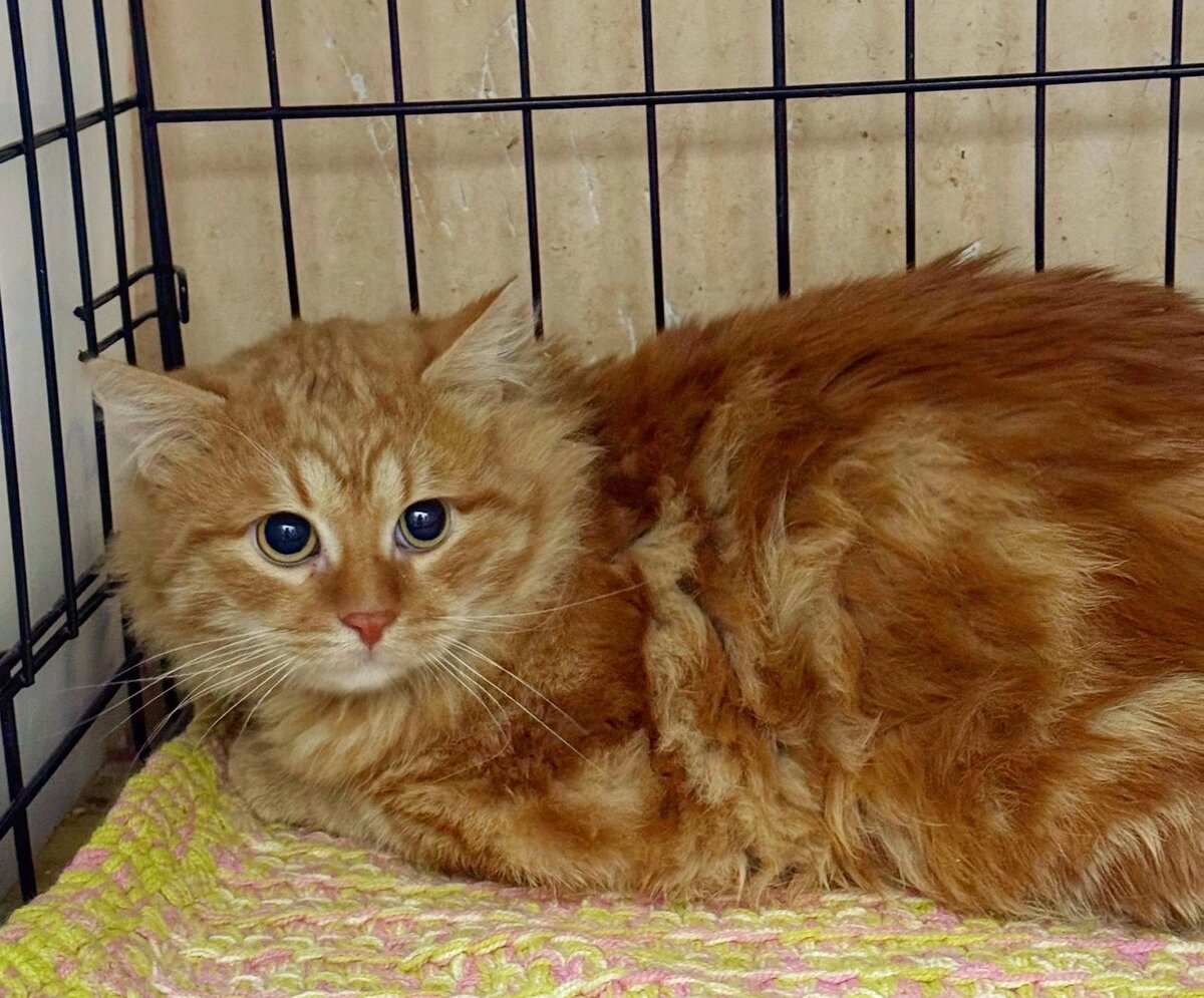 Керрот домашний, хозяин утратил физическую возможность ухаживать за котиком.