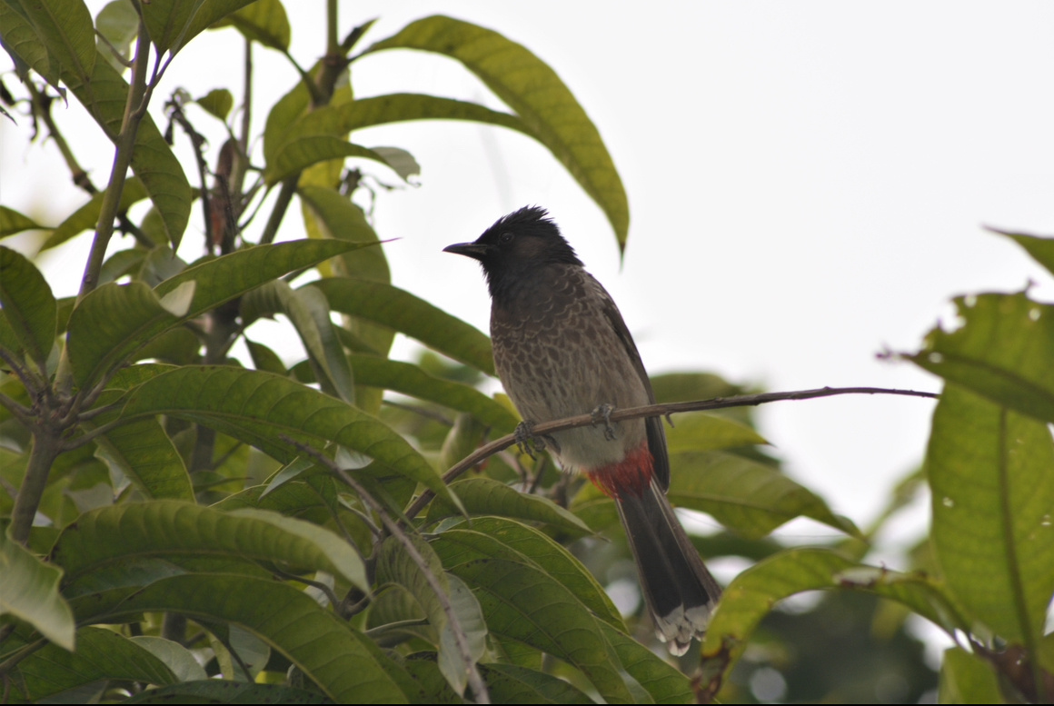Розовобрюхий настоящий бюльбюль (фото автора).