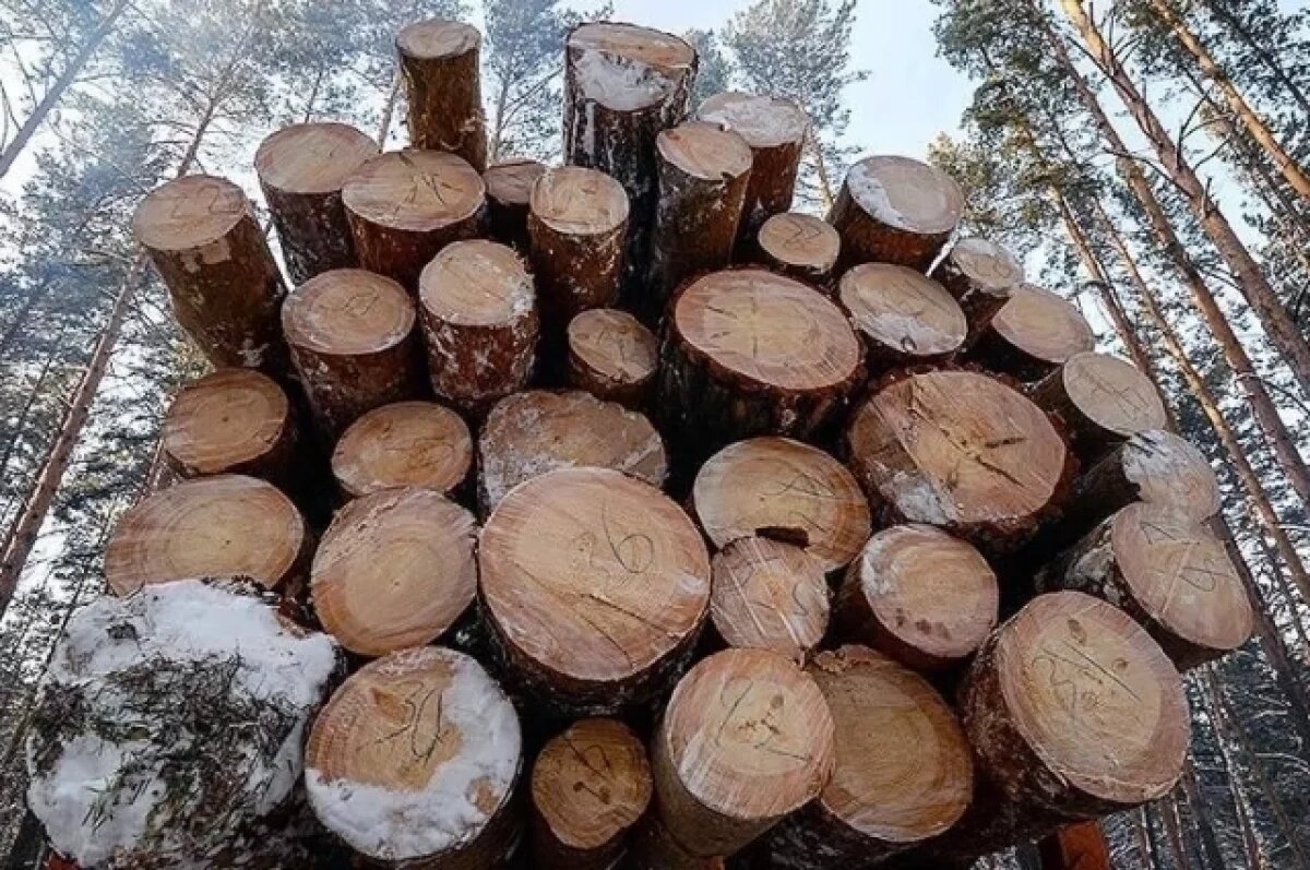    В Иркутской области судят черного лесоруба за контрабанду леса на ₽580 млн