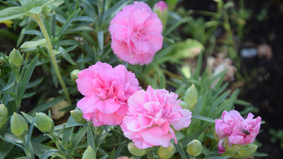 Гвоздика Шабо. Источник фото: shutterstock.com