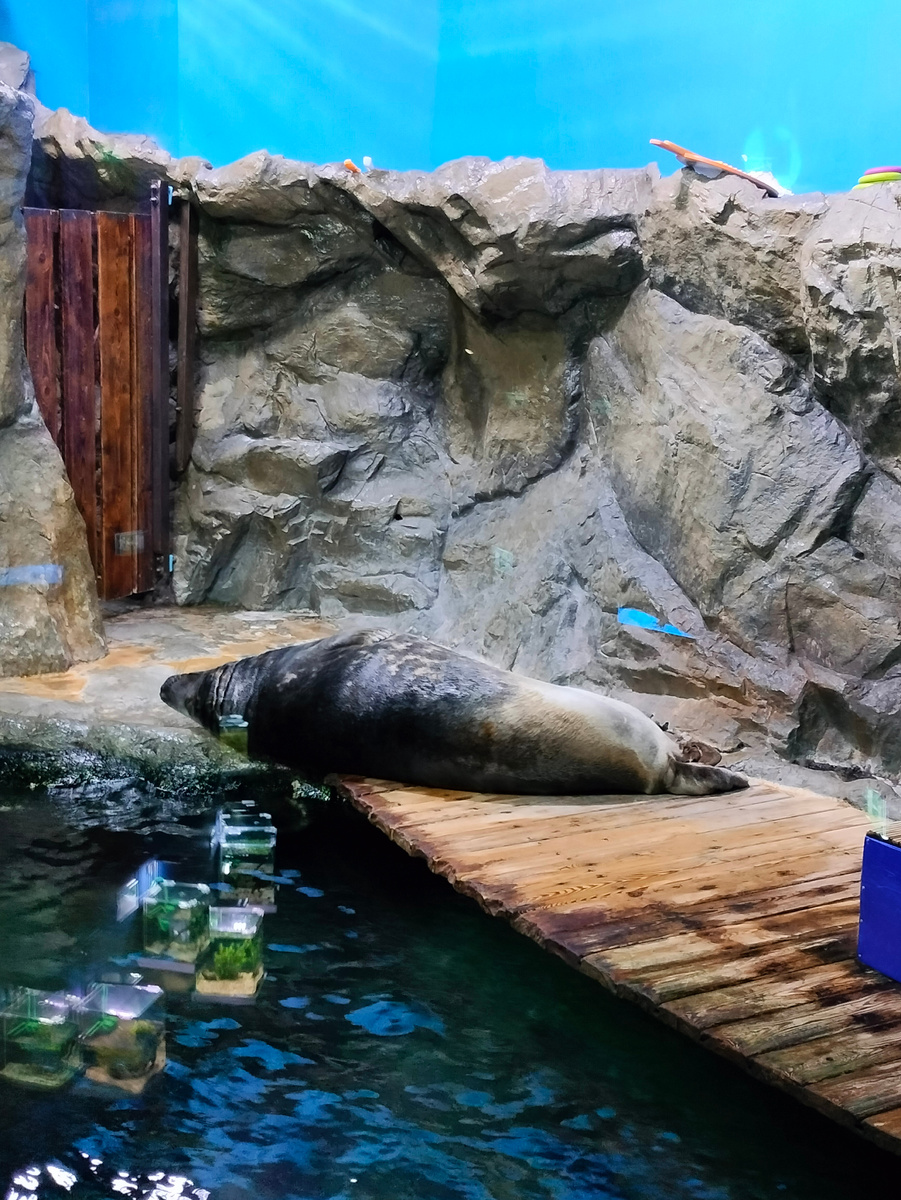 Целый день лежит тюлень, даже рыбку скушать лень! 