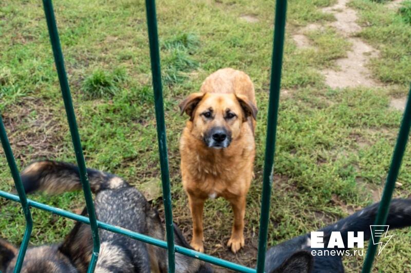    ЕАН. Депутат Вячеслав Вегнер считает, что без собак улицы заполонят крысы