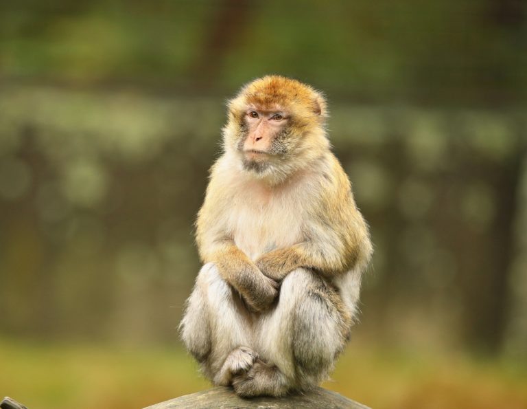    .freepik.com Анфиса Слепцова