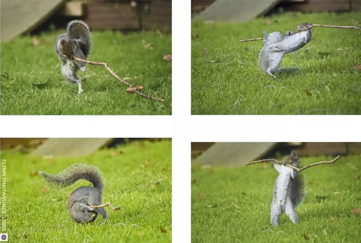    Flynn Thaitanunde-Lobb / Comedy Wildlife Awards 2024