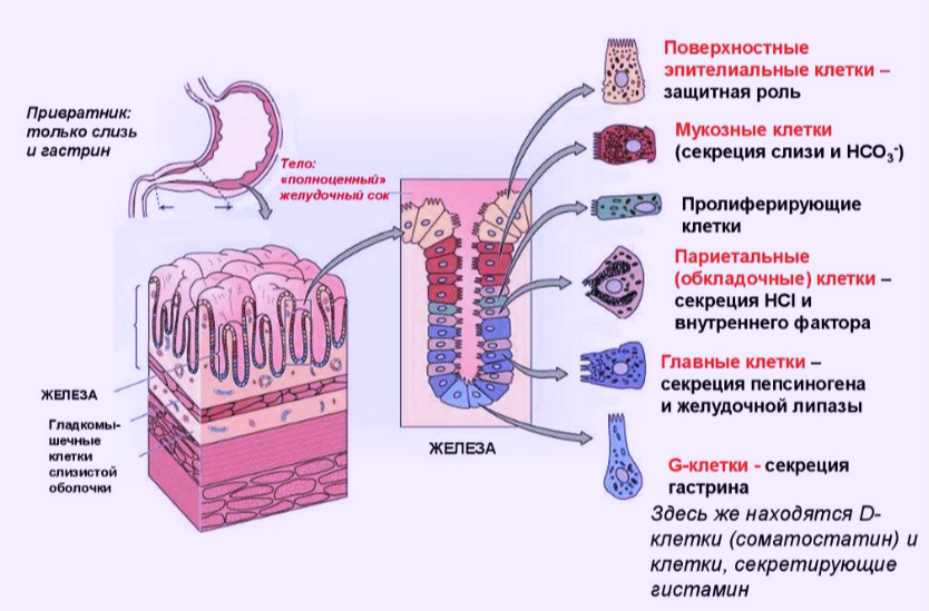 Схематичное строение желез желудка и типы клеток в слизистой оболочке 