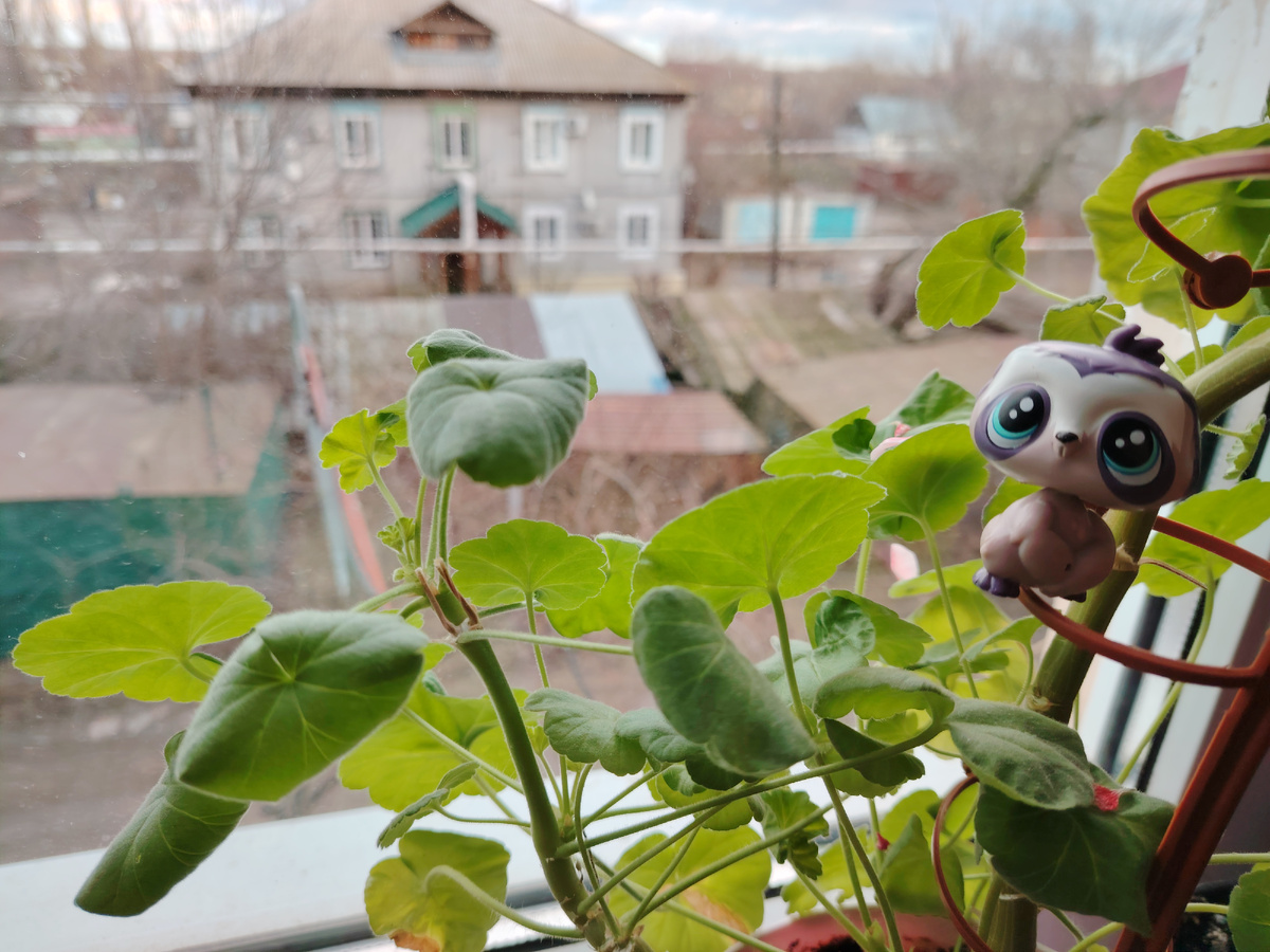 Голова была как у этого ленивца