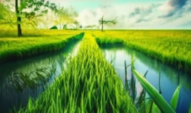    Для риса изобретены особые электрохимические азотные удобрения для экономической и экологической стабильности