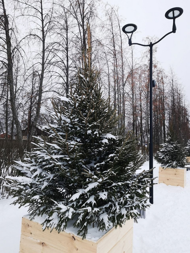    Набережную в Белой Холунице украшают ёлками