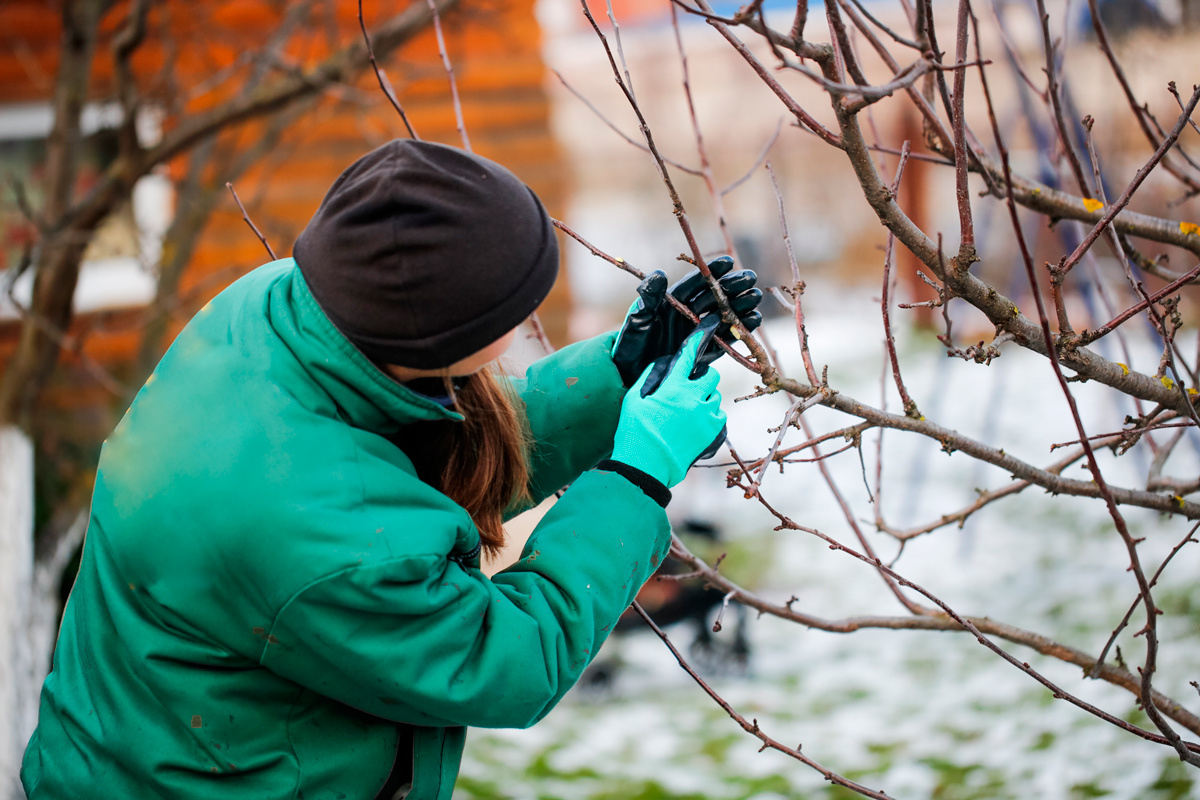   Фото: Natalia Lebedinskaia / Shutterstock.com