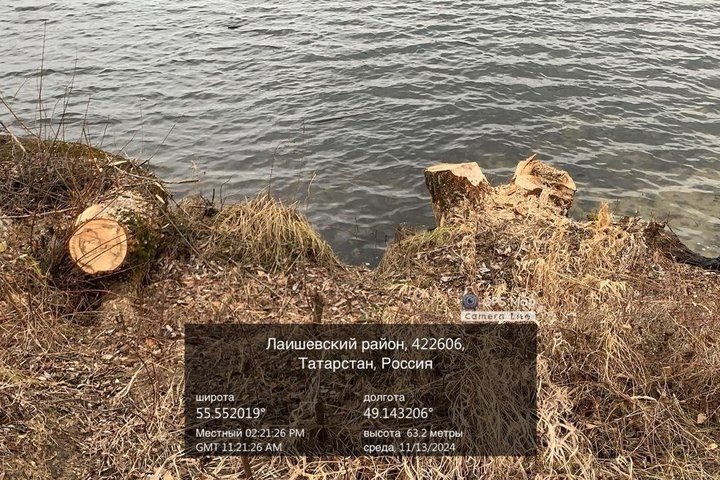 Жители Тарлашей недавно обнаружили на берегу Архиерейского озера шесть свежих пней — там, где раньше росли огромные ивы. скриншот мессенджера